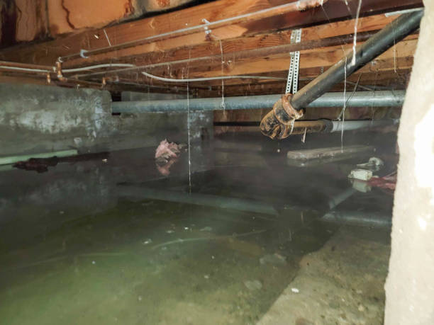 Best Mold removal after water damage  in Collinsburg, PA